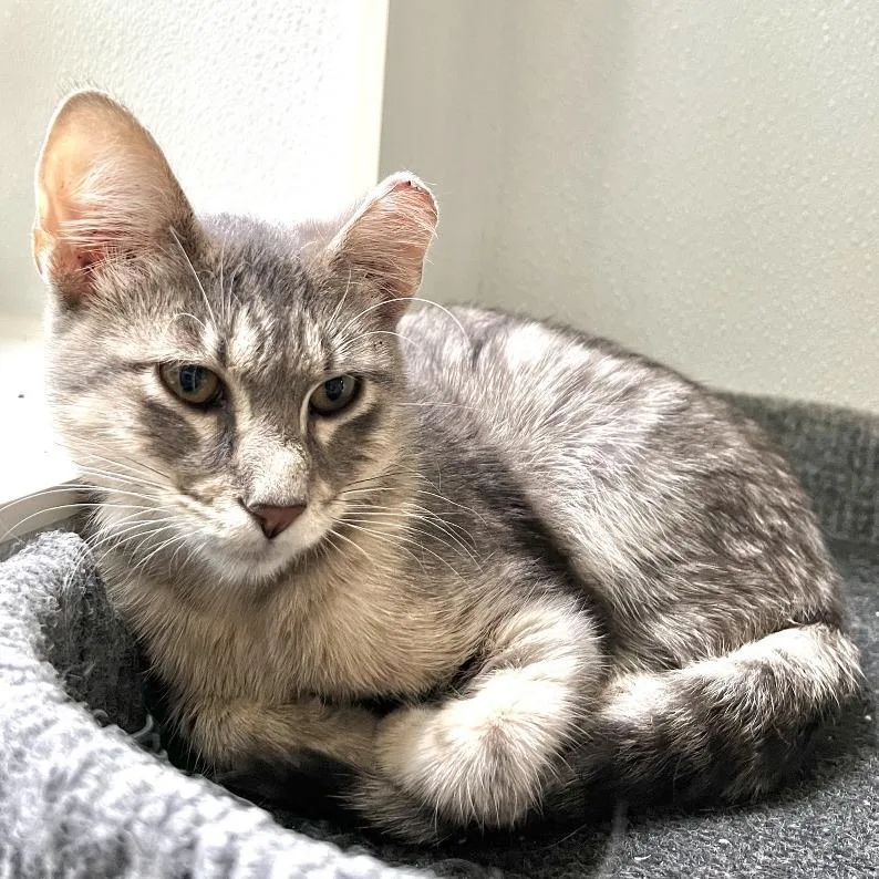 Barachiel thumbnail 4