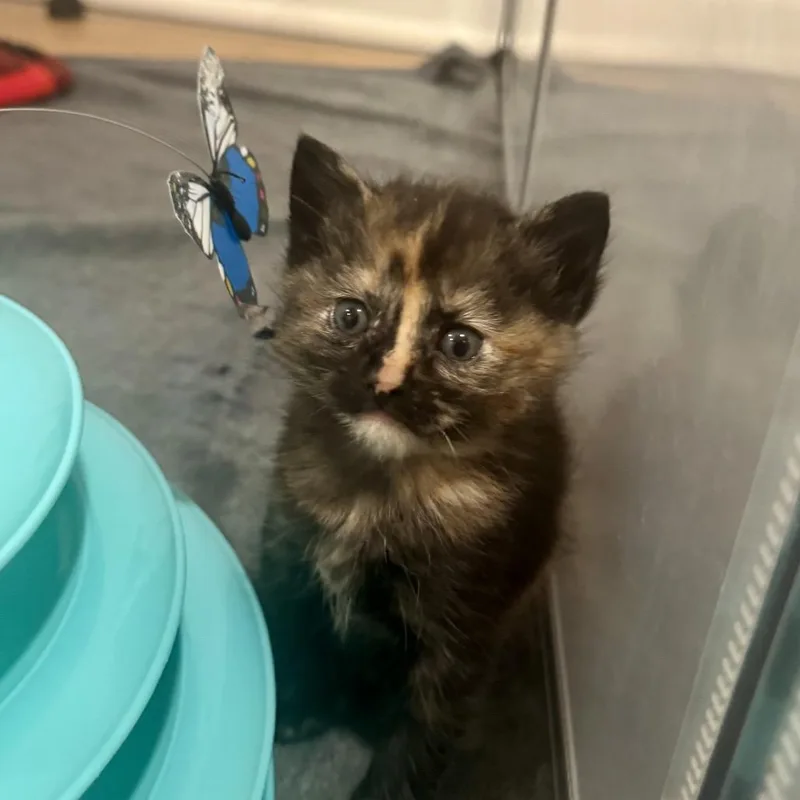 A baby small-sized female Domestic Short Hair cat named Nutmeg for adoption in Silver Spring, MD