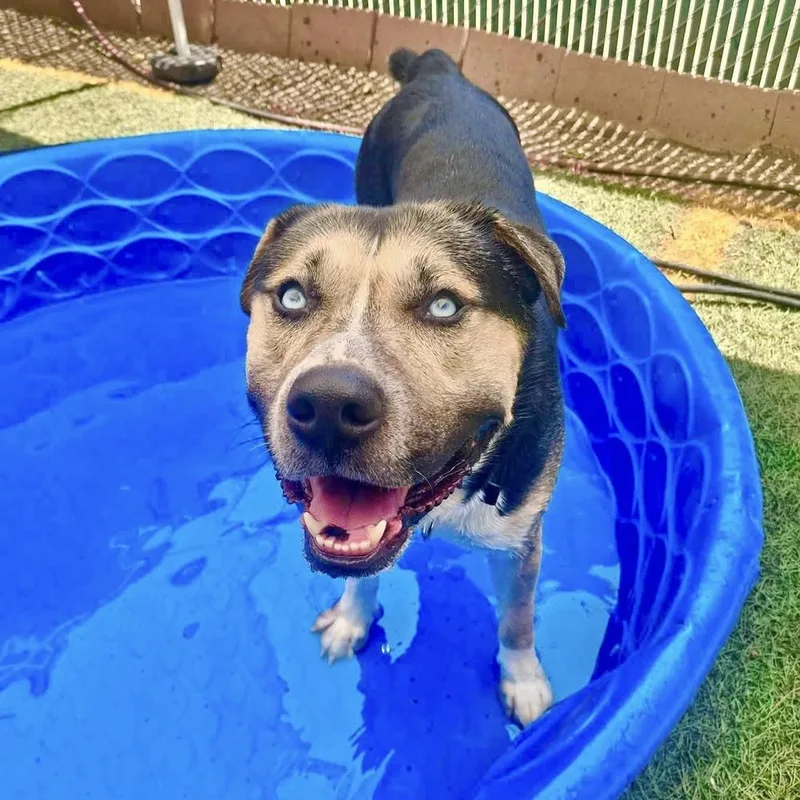 An adult large-sized male Pit Bull Terrier dog named Blue for adoption in Groveland, MA