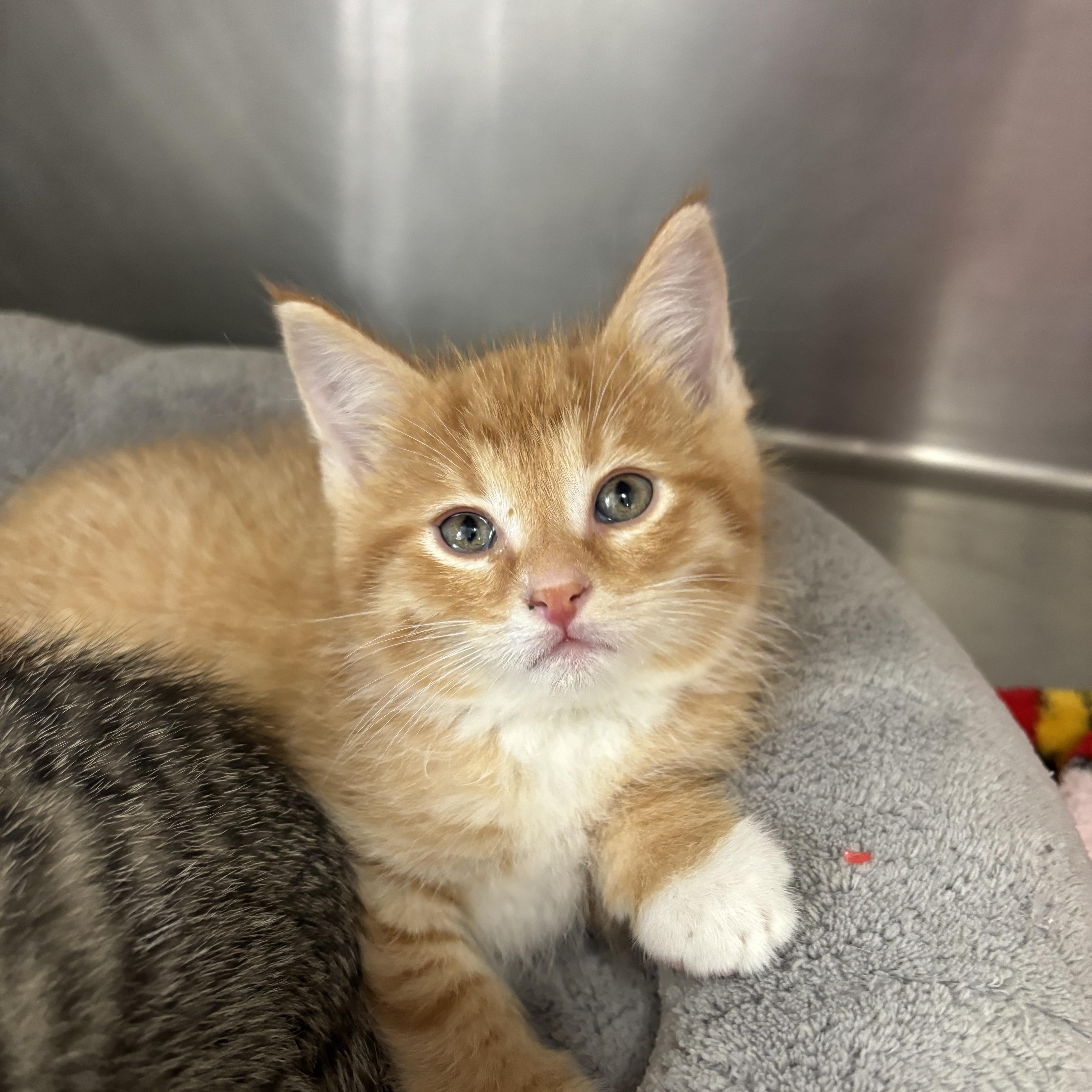 A baby medium-sized male Orange & White Domestic Short Hair cat named Sprout for adoption in Frankfort, IN