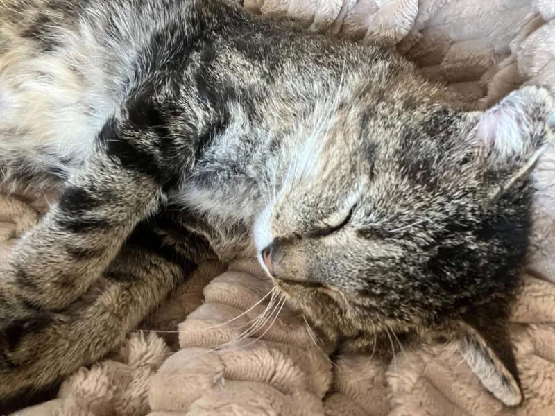 An adult medium-sized male Domestic Short Hair cat named Mr. Cheeks for adoption in Aurora, CO