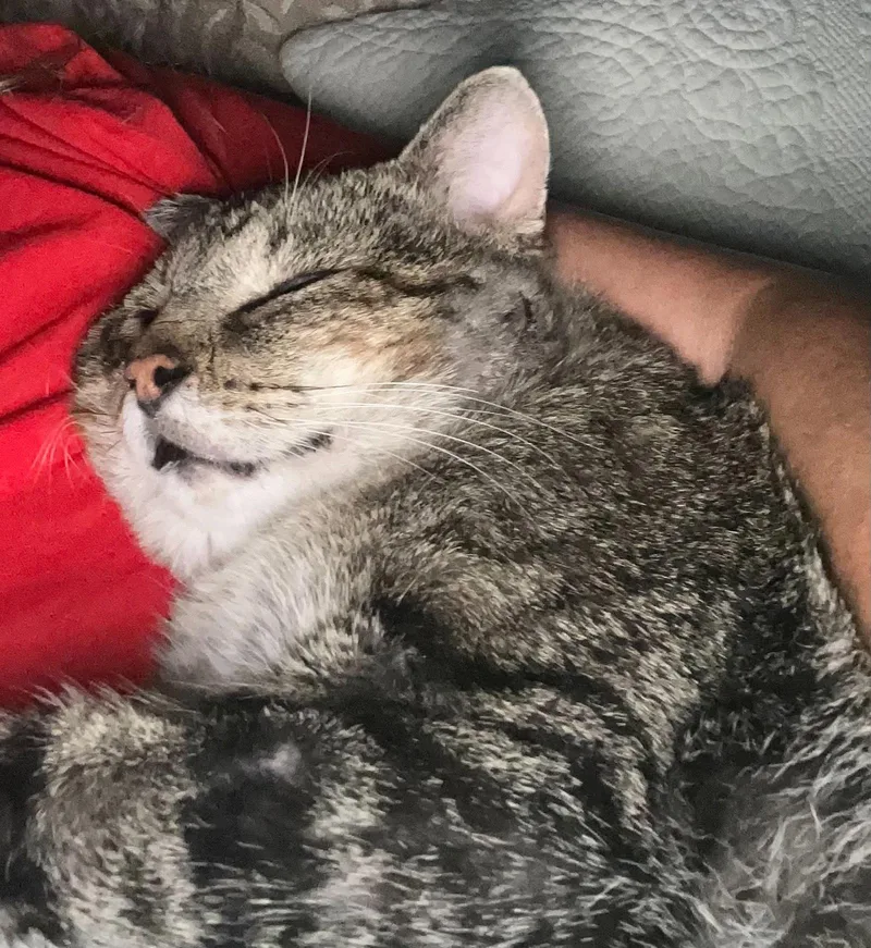 Mr. Cheeks thumbnail 3