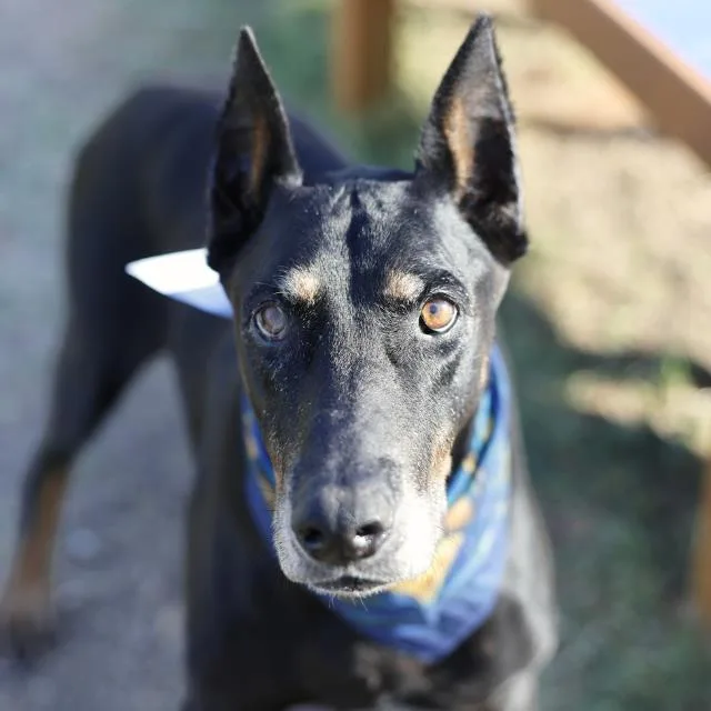 An adult extra large-sized male Doberman Pinscher dog named Rex for adoption in San Antonio, TX