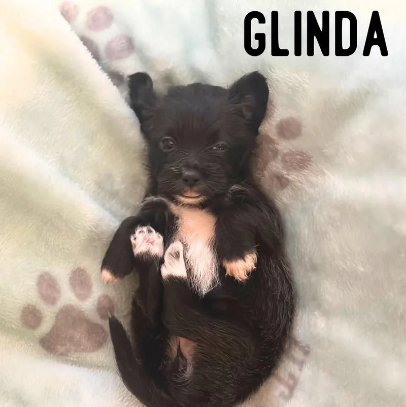 A baby small-sized female Shih Tzu dog named Glinda for adoption in Berlin, NJ