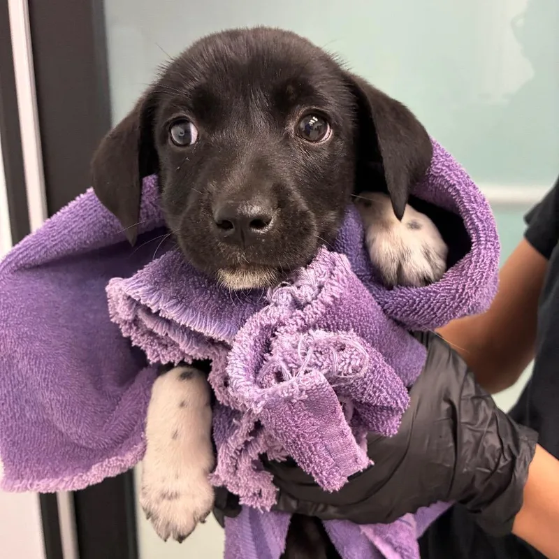 A baby small-sized female Black Terrier dog named Kimmy for adoption in Abilene, TX