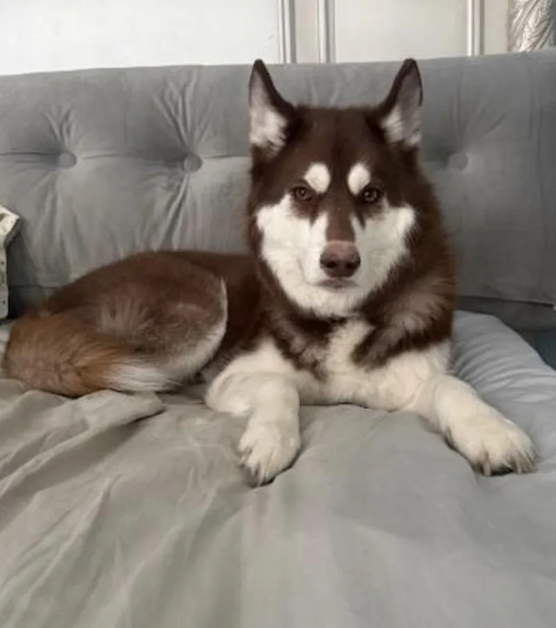 Nova