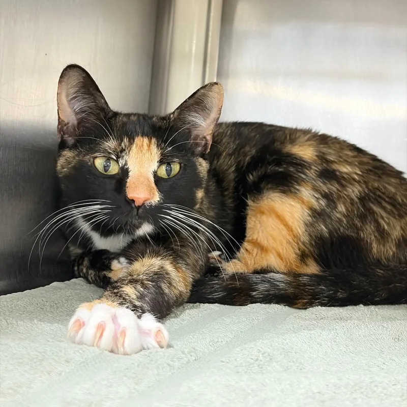 An adult medium-sized female Calico Domestic Short Hair cat named Sweetie for adoption in Newark, NJ