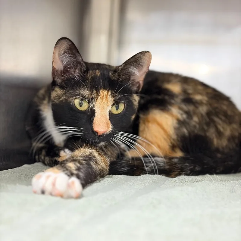 Sweetie thumbnail 2