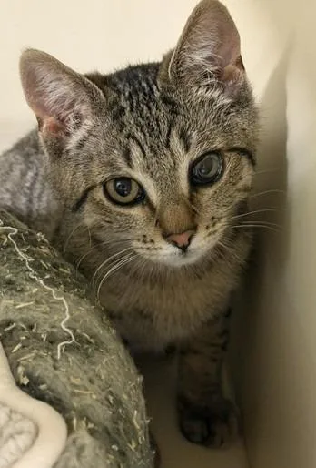 A baby medium-sized male Domestic Short Hair cat named Bam Bam for adoption in Windsor, CT