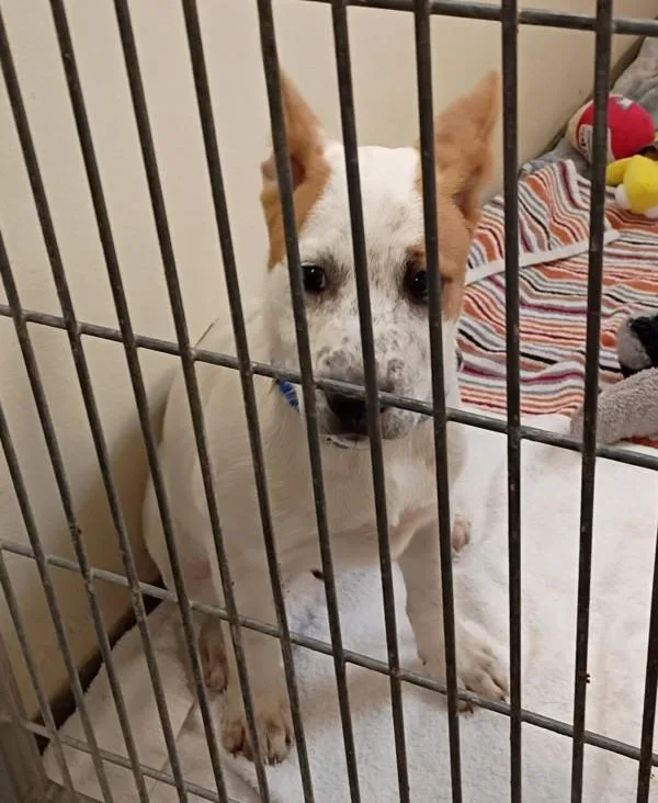 A baby small-sized male Australian Cattle Dog / Blue Heeler dog named Kirkland for adoption in Vancouver, WA