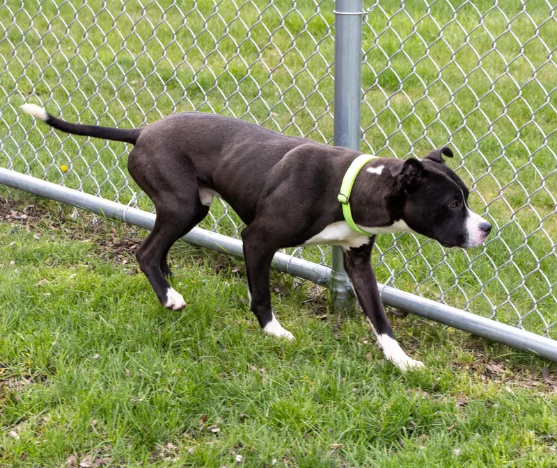 A young medium-sized male Mixed Breed dog named Indi for adoption in Mount Pleasant, MI