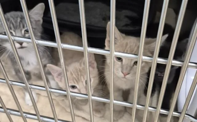 A baby small-sized female Domestic Short Hair cat named Honey Lemon for adoption in Decatur, IL