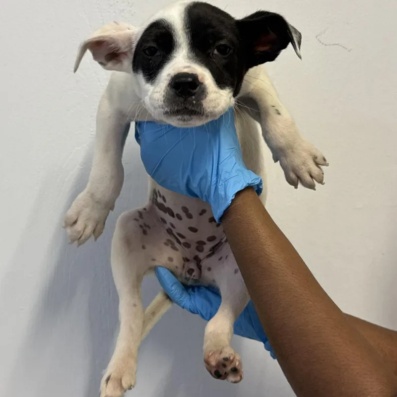 A baby small-sized female White / Cream Labrador Retriever dog named Viper for adoption in Hattiesburg, MS