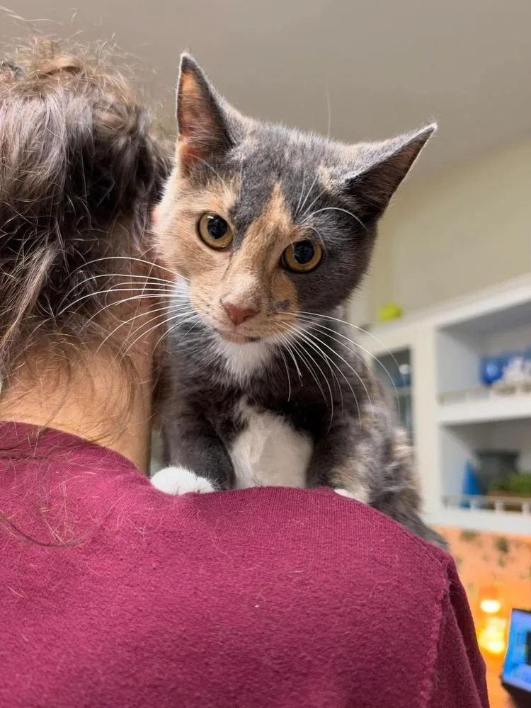 A young medium-sized female Domestic Short Hair cat named Potato for adoption in Milton, DE
