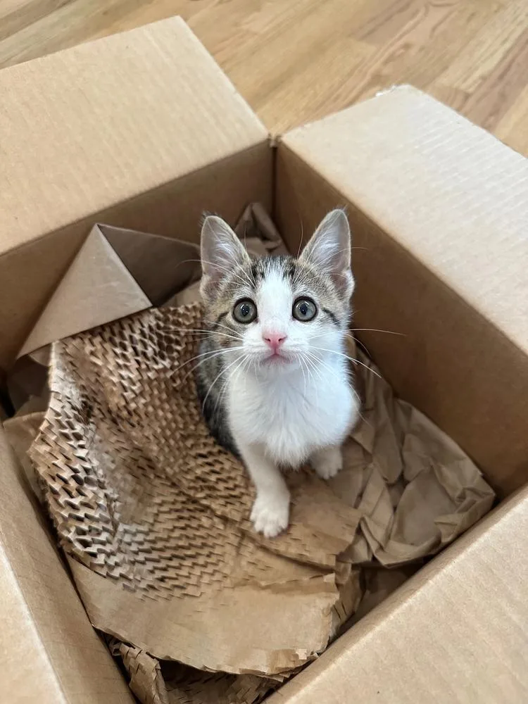 A baby small-sized female Domestic Short Hair cat named French for adoption in Broomfield, CO