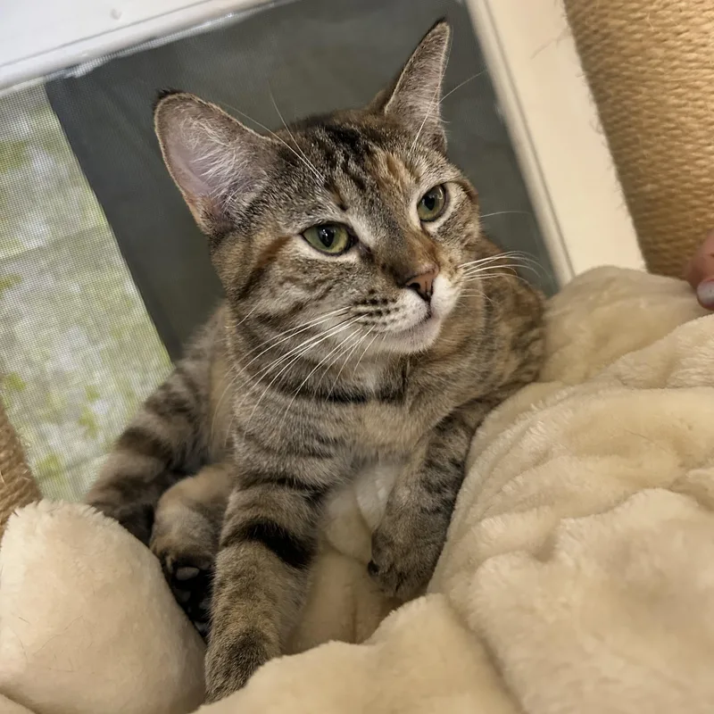 A young medium-sized female Tabby (Buff / Tan / Fawn) Domestic Short Hair cat named Pixel for adoption in Cape May, NJ