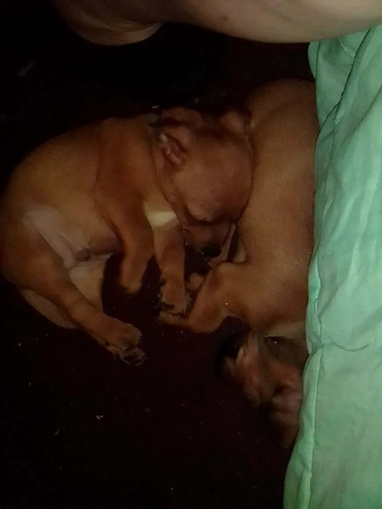 A baby small-sized male Brown / Chocolate Chihuahua dog named Hotel : Hampton for adoption in Aurora, IN