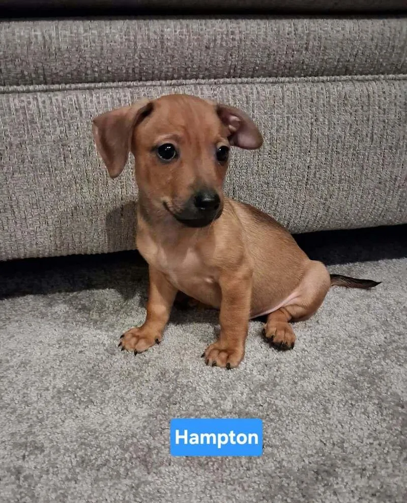Hotel : Hampton thumbnail 2