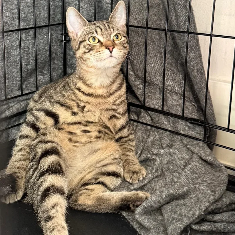 Rumple Houston thumbnail 2