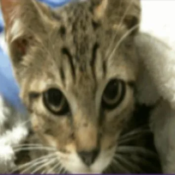 Rumple Houston thumbnail 3