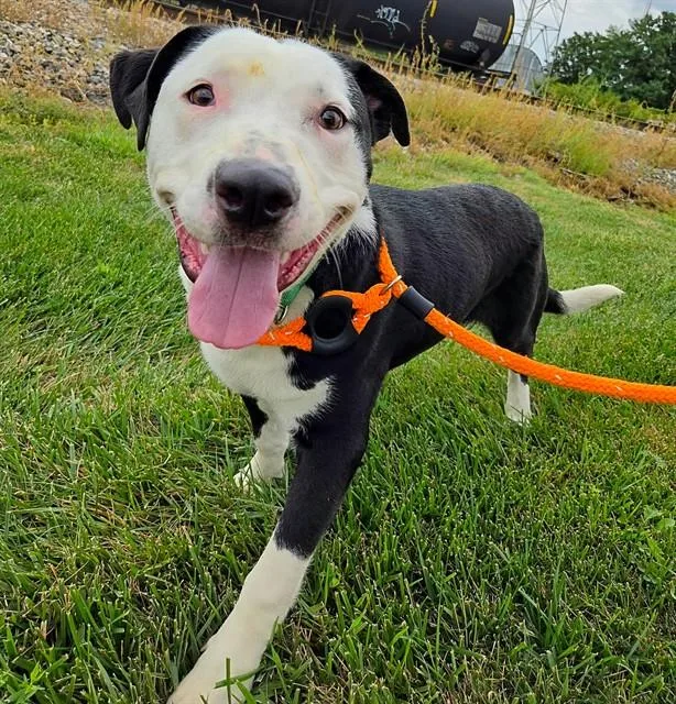 A young medium-sized male Pointer dog named Toby for adoption in Olivette, MO