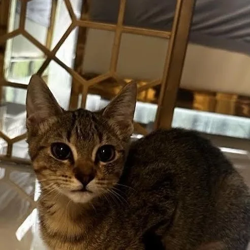 Bella