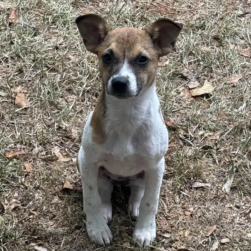 A baby small-sized female Tricolor (Brown, Black, & White) Terrier dog named Inlet for adoption in Columbia, SC