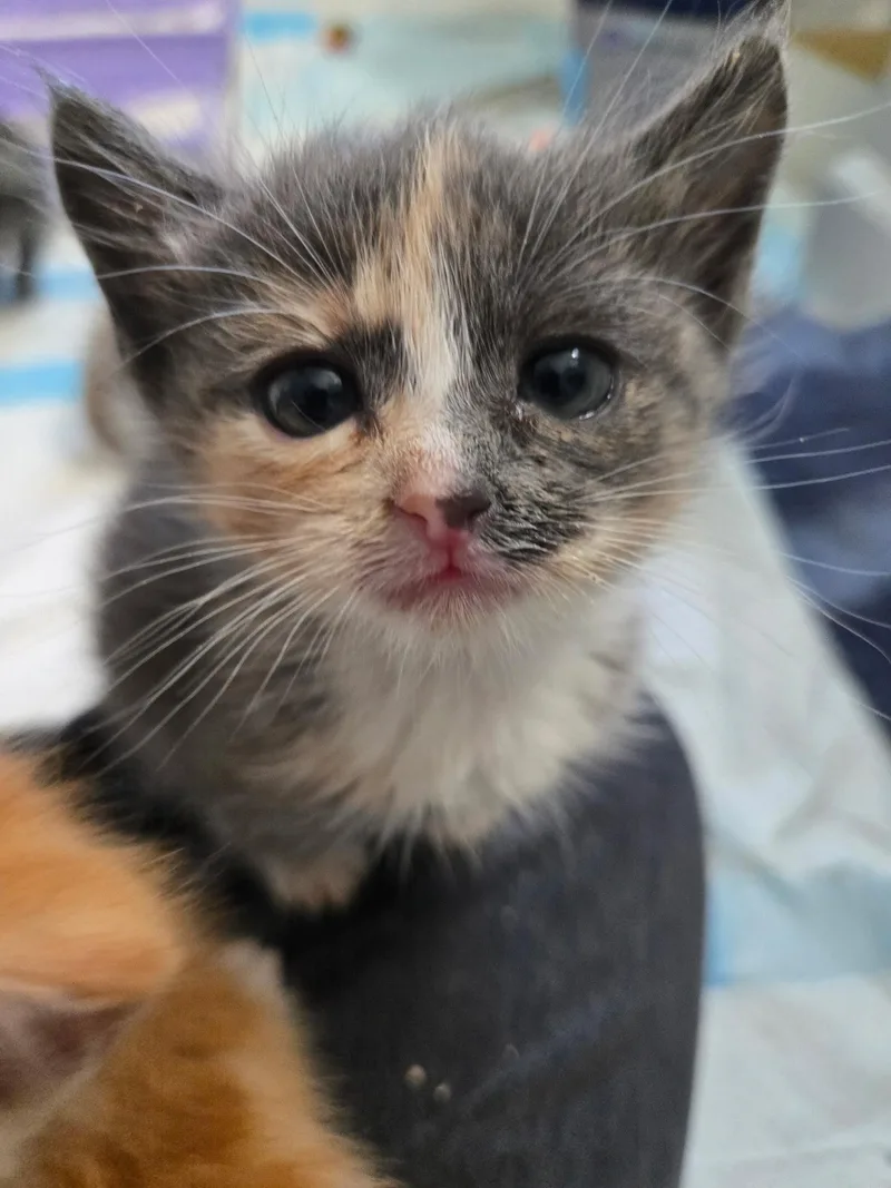 A baby medium-sized female Dilute Calico Domestic Short Hair cat named Poppy for adoption in Penryn, CA