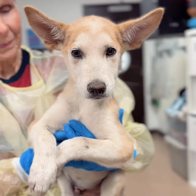 A baby small-sized male Shepherd dog named Odell for adoption in Briarcliff Manor, NY