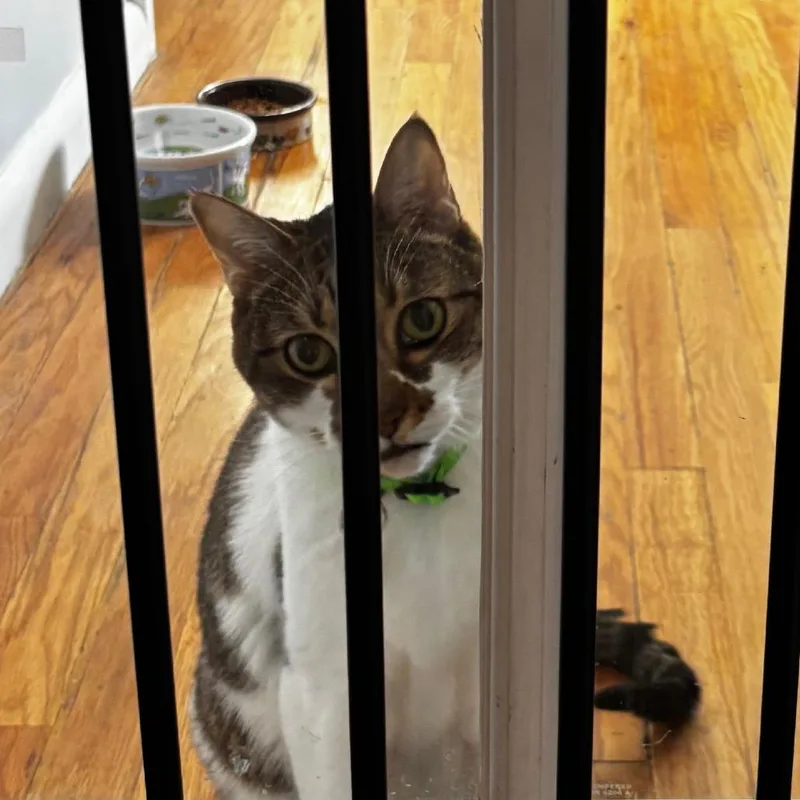 A senior large-sized male White Domestic Short Hair cat named Miller for adoption in Lakewood, CO