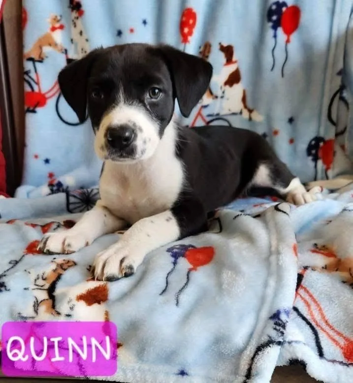 A baby medium-sized male Black Mixed Breed dog named Quinn for adoption in St. Clairsville, OH
