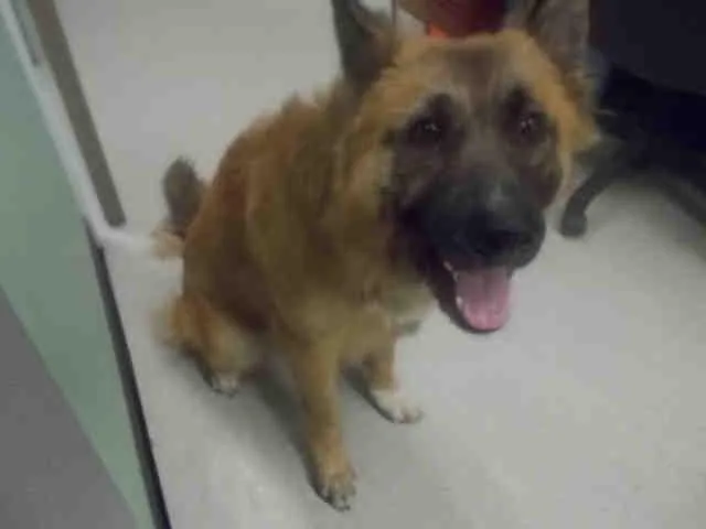 A senior large-sized male German Shepherd Dog dog named Nestle for adoption in Rosenberg, TX
