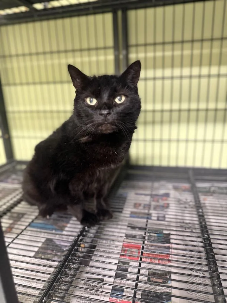 A senior medium-sized female Domestic Short Hair cat named Chicago Party Aunt for adoption in Auburn, IN