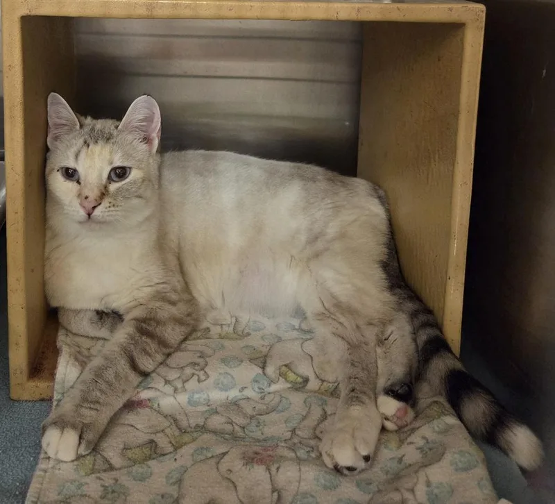 A young medium-sized female Buff / Tan / Fawn Domestic Short Hair cat named Gwendolyn for adoption in Greensboro, NC