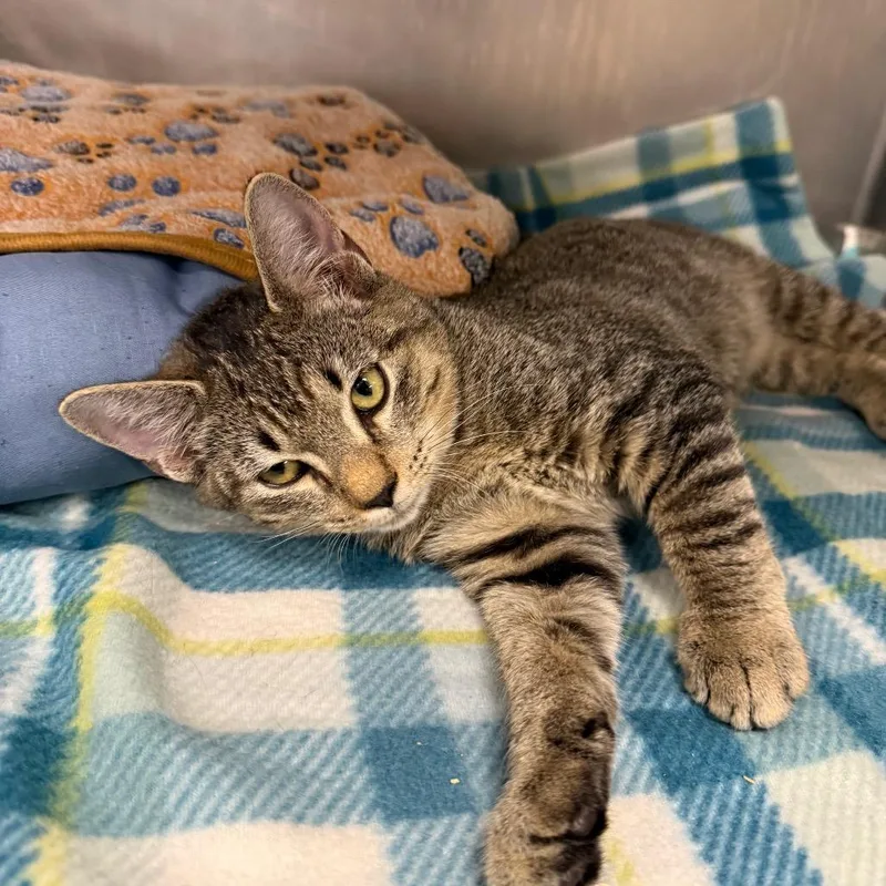 A baby small-sized male Gray / Blue / Silver Domestic Short Hair cat named Mikey for adoption in West Palm Beach, FL