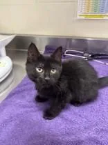 A young medium-sized female Black Domestic Medium Hair cat named Ester for adoption in Manitowoc, WI