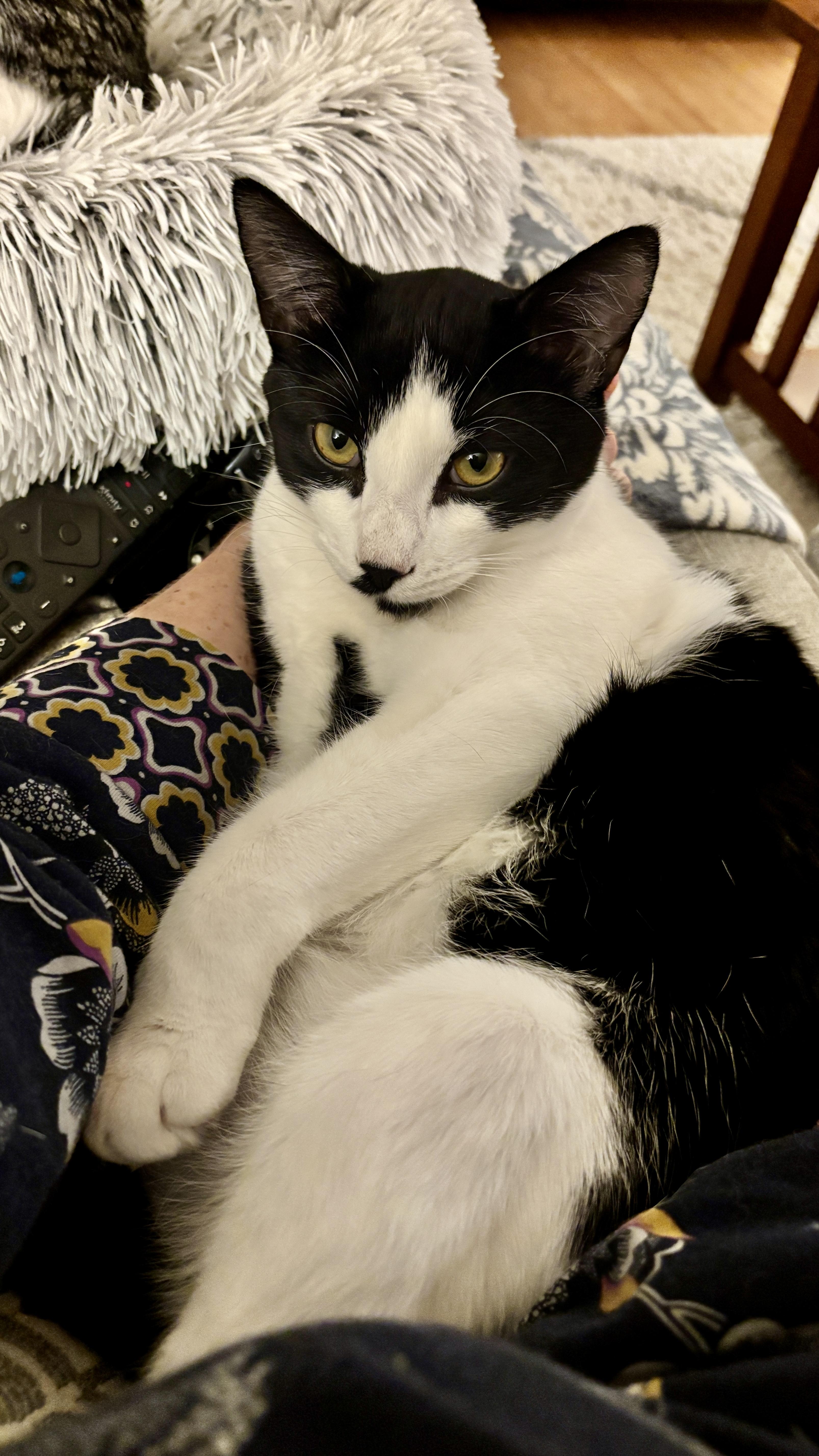 Sir Didymus And Bert thumbnail 2