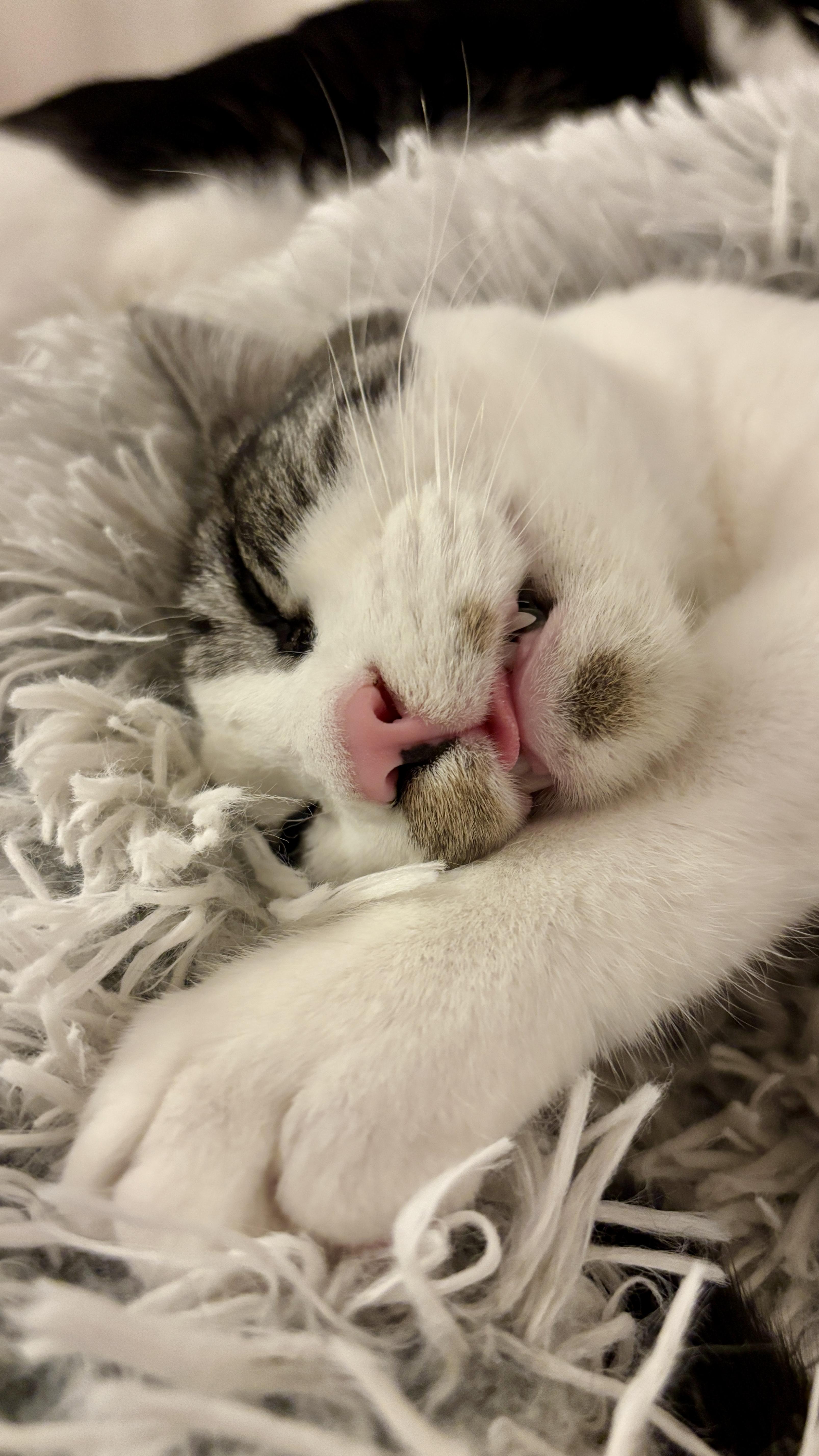 Sir Didymus And Bert thumbnail 3