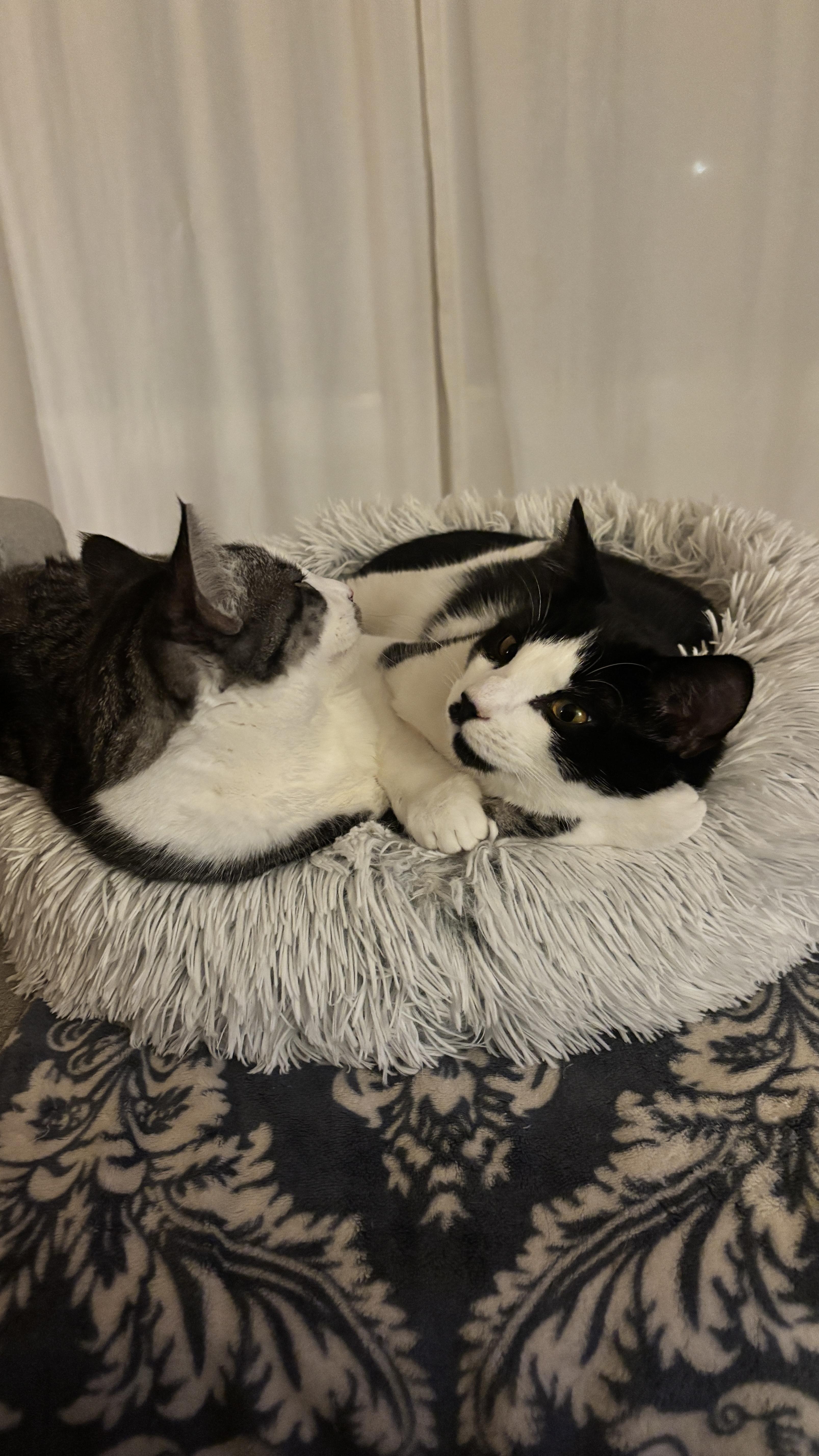 Sir Didymus And Bert thumbnail 4