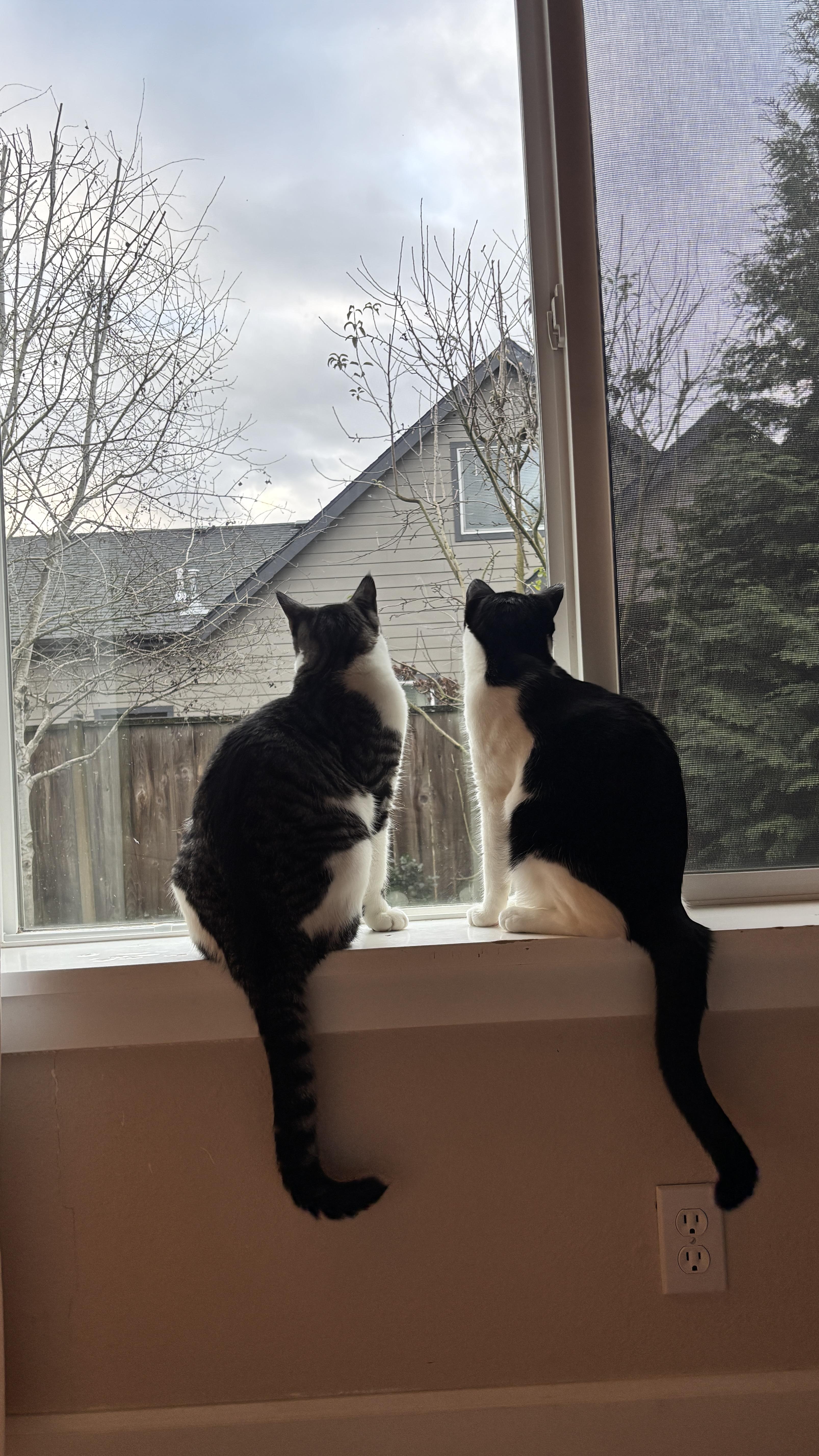 Sir Didymus And Bert thumbnail 5