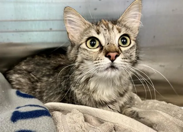 A young medium-sized female Domestic Medium Hair cat named Foxxy for adoption in Kalamazoo, MI