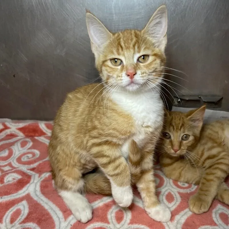 A young medium-sized female Domestic Short Hair cat named Angelina for adoption in Roanoke, VA