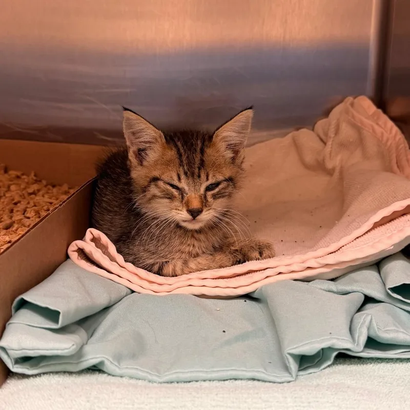 A baby small-sized male Brown / Chocolate Domestic Short Hair cat named Minnelli for adoption in Lynchburg, VA