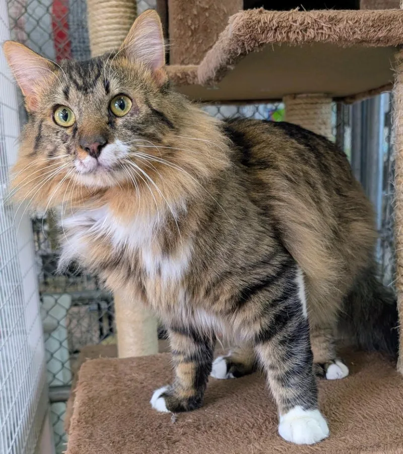 Obsidian thumbnail 2