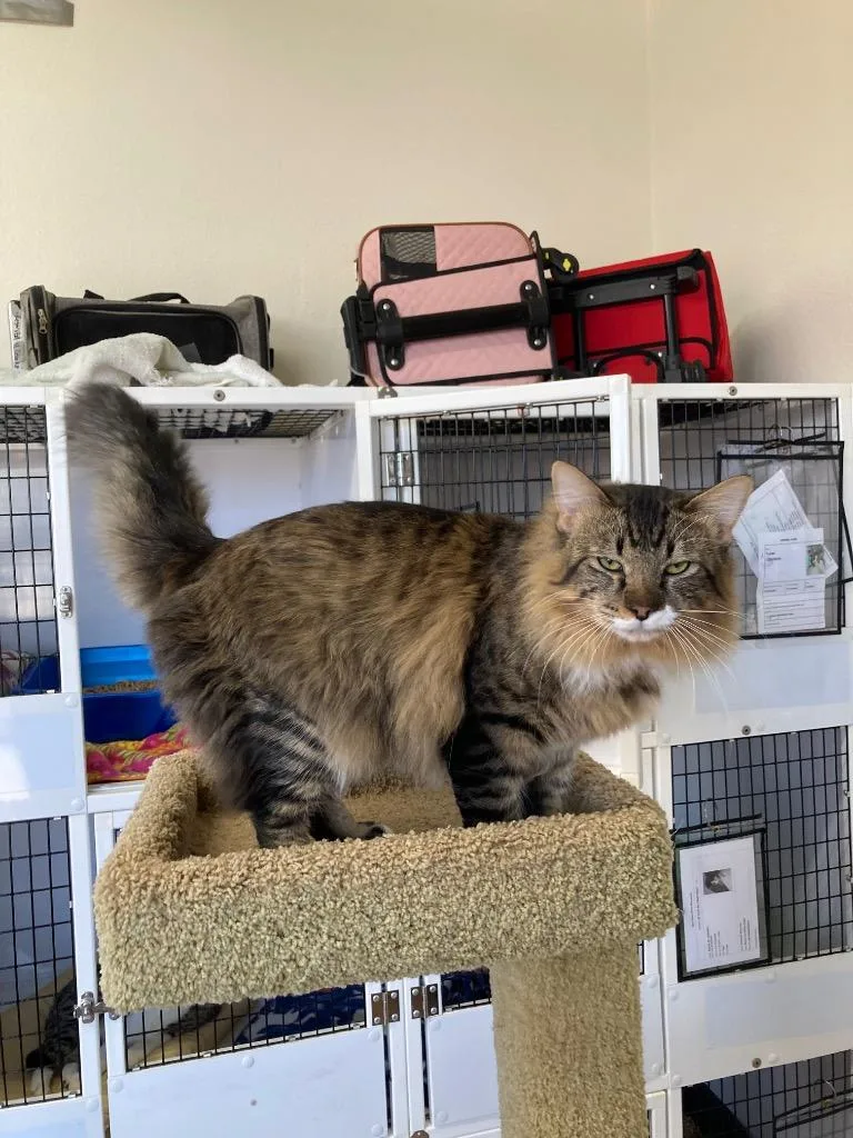 Obsidian thumbnail 3