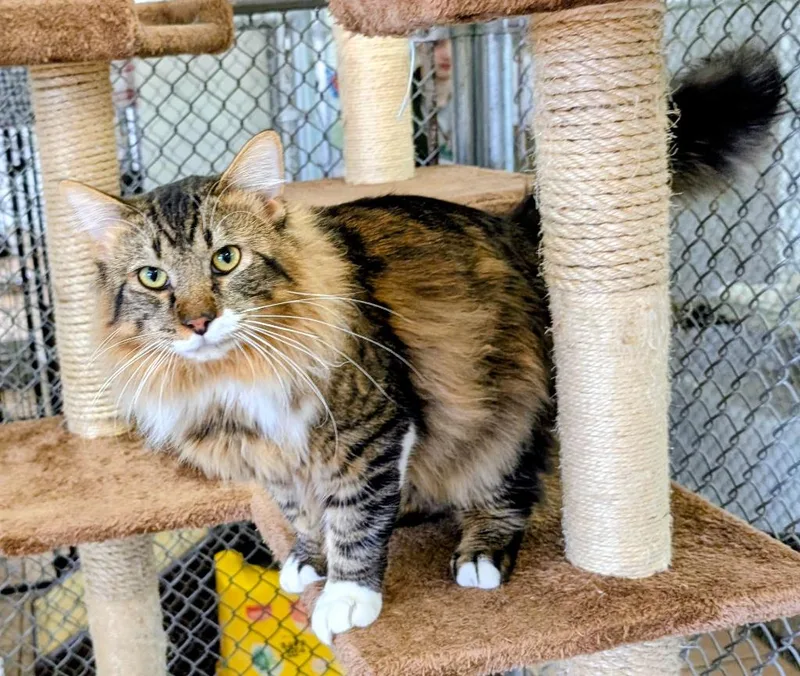 Obsidian thumbnail 4