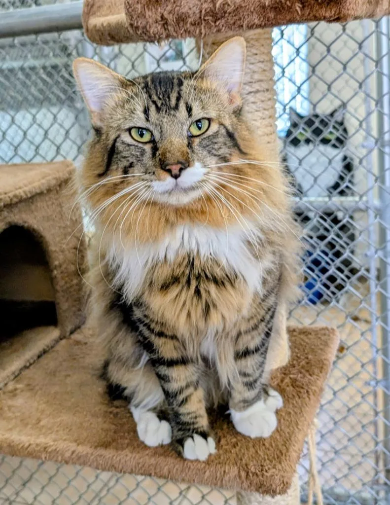 Obsidian thumbnail 5