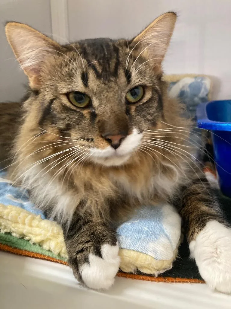 Obsidian thumbnail 6