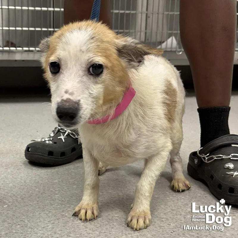 A young small-sized female Jack Russell Terrier dog named Phoenix for adoption in Washington, DC