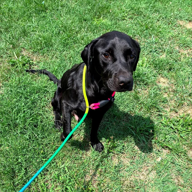 An adult medium-sized female Black Labrador Retriever dog named Cosette for adoption in Alexandria, VA